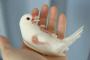 私「文鳥飼いたいな～」旦那『自分で世話するならいい、俺は一切手を出さないからな』私「やったー！」→雛からお世話して、ニギコロできるレベルまで懐いたんだがある日…