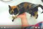 猫の飼い主さん必見！こちら猫様が喜ぶ7つのワザ→海外「猫が最高！！！」