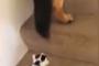 【可愛い】階段を一生懸命登る子猫。犬に咥えられると…