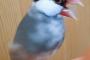 【画像】文鳥のあくびの瞬間を激写！！