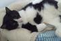 うちの3歳になった猫のれでぃは手足がでかいのに体が小さい。