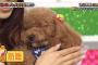 【AKBINGO】ウーマン村本「AKBのファンはバカすぎ。俺ではなくディレクターやプロデューサーに文句言え」