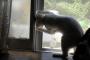 盗まれた猫を泥子が泣きながら返却→夜謝りに来た泥母「泥家の猫が今まで一番可愛かったのにずるい！血統書なんてずるい！」