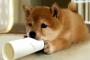 キラキラ感ゼロの犬の名前ランキングｗｗｗｗｗｗｗｗｗ