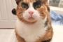 【衝撃】 眼力が強すぎる猫をご覧下さい　完全に昭和な九州男児