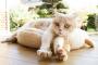 海外「『ねこあつめ』がまさかの実写映画化ｗｗｗｗｗｗｗ」