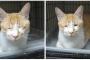 【画像】ガイジーヌのネッコバージョンが発見されるｗｗｗｗｗ