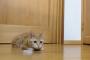 日本の「ゴールキーパー」猫が話題に（海外の反応）
