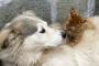 犬と猫、賢いのはどっちなのかな