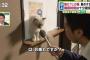 【画像】猫カフェの猫、働きすぎて労働基準違反か？