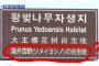 【韓国の反応】春です。また始まったよ→「ソメイヨシノ（王桜）は済州島が本当の起源！」韓国メディア