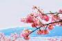 韓国人「東京在住、私がいつも行く桜スポットで写真を撮ってきたのでアップする！」