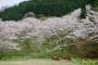 韓国人「日本での花見・・・桜を見に天理ダムに行ってきたのでアップする」→「あんな素敵な桜を見ただなんてうらやましい」