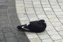 【画像】この鳩めっちゃNIKIっぽいｗｗｗｗｗｗｗｗｗｗｗｗｗｗｗｗｗ