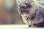 【悲報】猫の浮気のせいで人間どもが争い始める