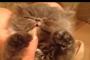 猫は眠いのに遊びたい…遊びたいのに眠い…あそび…ｽﾔｧ