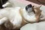 マッサージ機を使う日本の柴犬(海外の反応)