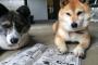 犬『続き、はよめくれ』