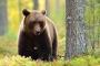 ヒグマを一撃で殺せる腕力vsヒグマとお友達になれる能力