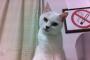 猫『ここ…禁煙だよね？』『吸うなって言ってんだよ！！！』