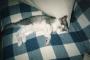 一昨年20歳で逝った飼い猫の子猫時代の写真なんだけどこれもサバ猫でいいのかな？