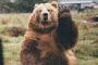 庭で米ぬか食ってたクマを爺(（85）が木刀で撃退ｗｗｗｗｗｗｗｗｗｗｗ