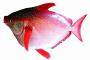 【画像】このスーパーの鉄火巻きマグロでかすぎｗｗｗｗｗ