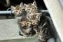【猫小屋炎上】「地域猫」は迷惑？理解に温度差、小屋放火され火傷の猫も・・嫌がらせ続く