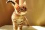 猫がコピー機にのったら抽象的なアート完成したんだけどｗｗｗｗｗ(※画像あり)