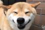 日本の柴犬が美味しそうに水を飲む姿が可愛い(海外の反応)
