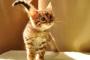 ペットショップの猫が「爪なしなのでお子様でも安全です」って…