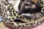 ねこあるある  ドーム型のハウス的なやつを潰すように上に寝る