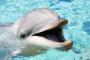 【画像】 哺乳類一気持ち良いと言われてるイルカの性器のｵﾅﾎが発売される！！！ｗ