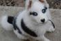 歩いて行ったスーパーの帰り道、変わった犬を散歩させてる人が向こうから歩いてきた。 そのまますれ違ったら、でかい声で…