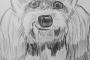 小型犬描けたよ(^_^)v