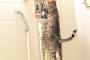 猫がうんと体を伸ばして上の物を取ろうとしているみたい…