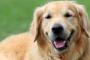 【再掲】 犬と散歩していて、何か怪しい物が在ると飼い主を守る為に前に犬が出て吠えるよね。 → うちのゴルは・・・