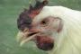 【香川】「鳥インフルエンザ」確定。鶏5万羽を殺処分へ・・・ 	
