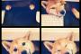 犬『ちょっとこんな所からですが失礼しますよ！』