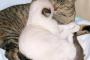 【画像】うらやまけしからん猫共め！【ラブラブ】