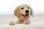 子無し夫婦が犬を飼い始めた。こんな人達に飼われる犬がかわいそう。年数回もペットホテルに預けて旅行とか何考えてるんだろう
