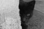 【再掲】 学校の前に黒い子猫がダンボール箱に入れられて  捨てられてたんで拾ってきますた。（・∀・）  今は漏れの膝の上でスヤスヤ寝てまつ