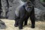 【悲報】上野動物園のゴリラ、女性を襲ってしまう