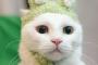 【画像】猫がかぶり物をしている画像