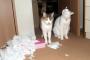 猫さんの破壊活動写真集