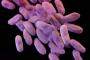 抗生物質が効かず、治療が難しい「悪魔の耐性菌」が全米で拡大…米疾病予防管理センターCDCが警鐘！