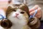  【超悲報】ワイの彼女、猫を被ってた