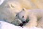 動物の親子の画像がほのぼのしてなんか素敵。20枚
