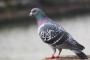 【動画あり】鳩さん、エスカレーターを使おうとした結果ｗｗｗｗｗｗｗ