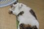 モフモフしたくなる性的？な猫さん画像